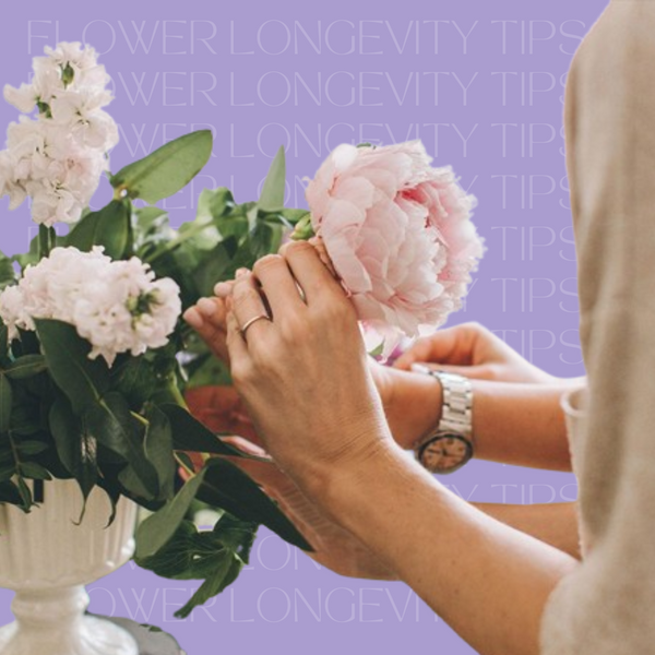 How to Care for Your Fresh Flowers in UAE’s Climate