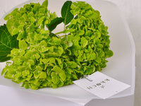 Hand Bouquet - Hydrangea - KKOCH