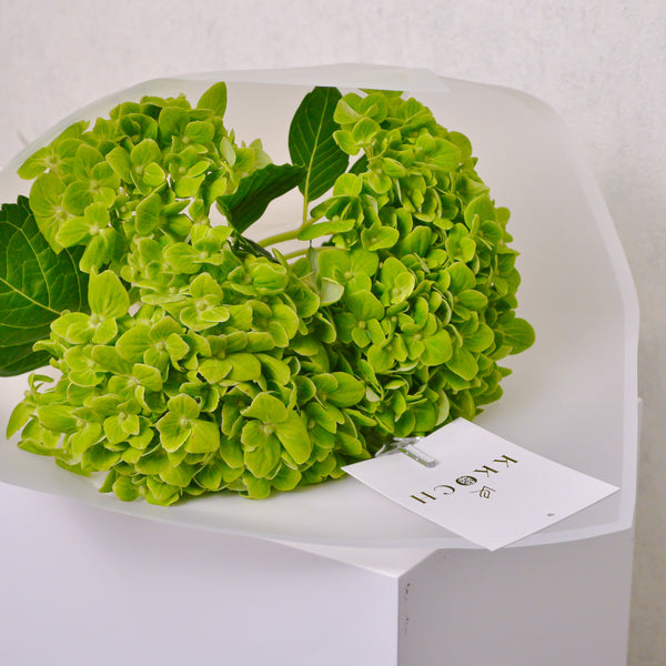 Hand Bouquet - Hydrangea - KKOCH