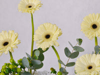 Golden Glow Gerbera Tray
