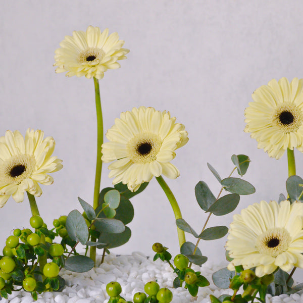 Golden Glow Gerbera Tray