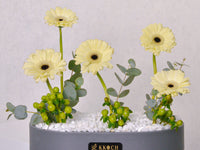 Golden Glow Gerbera Tray
