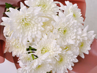 Eternal White | Hand Bouquet - KKOCH