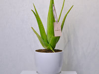 Aloe Vera | Large - KKOCH