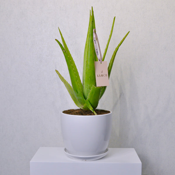 Aloe Vera | Large - KKOCH