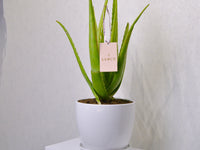 Aloe Vera | Large - KKOCH