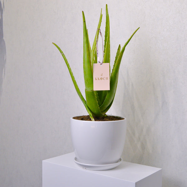 Aloe Vera | Large - KKOCH