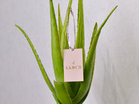 Aloe Vera | Large - KKOCH