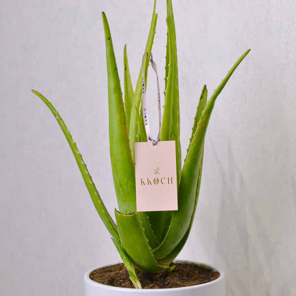 Aloe Vera | Large - KKOCH