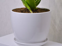 Aloe Vera | Large - KKOCH