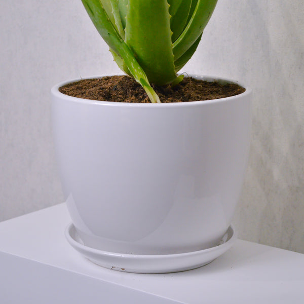 Aloe Vera | Large - KKOCH