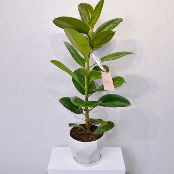 Rubber Plant - KKOCH