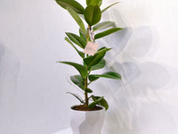 Rubber Plant - KKOCH