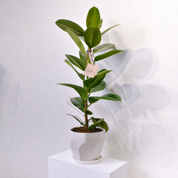 Rubber Plant - KKOCH