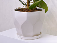 Rubber Plant - KKOCH