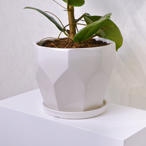 Rubber Plant - KKOCH