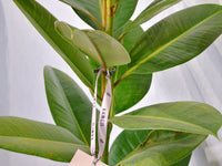 Rubber Plant - KKOCH