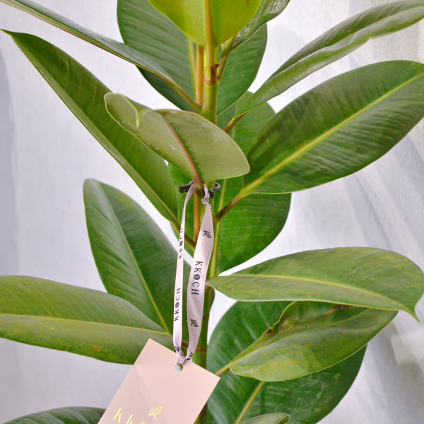 Rubber Plant - KKOCH