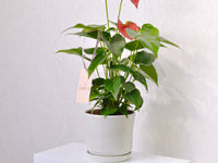 Anthurium - KKOCH