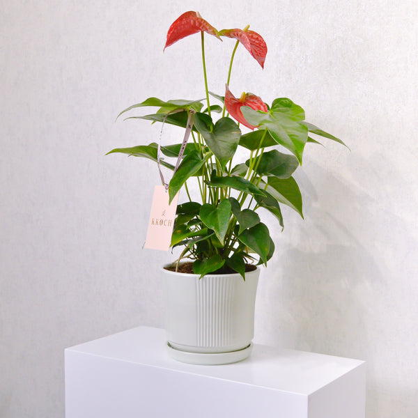 Anthurium - KKOCH