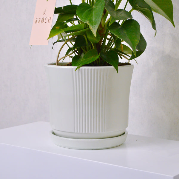 Anthurium - KKOCH