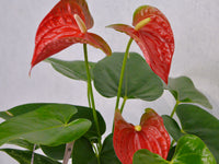 Anthurium - KKOCH