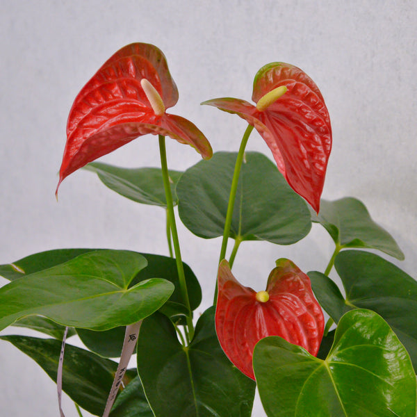 Anthurium - KKOCH