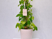 Money Plant - KKOCH