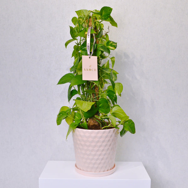 Money Plant - KKOCH