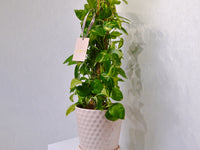 Money Plant - KKOCH