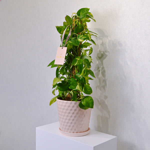 Money Plant - KKOCH
