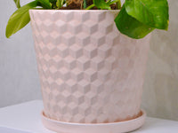 Money Plant - KKOCH