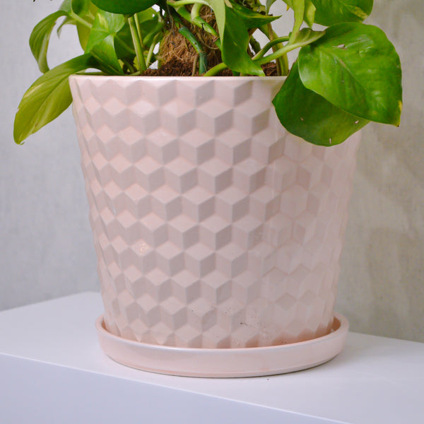 Money Plant - KKOCH