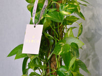 Money Plant - KKOCH