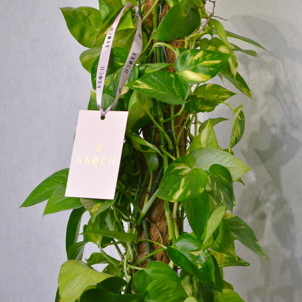 Money Plant - KKOCH