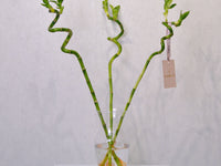 Lucky Bamboo - KKOCH