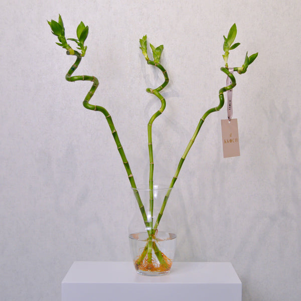 Lucky Bamboo - KKOCH