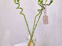 Lucky Bamboo - KKOCH
