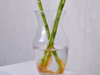 Lucky Bamboo - KKOCH