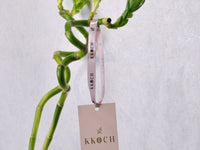 Lucky Bamboo - KKOCH