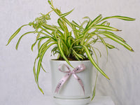 Spider Plant - KKOCH