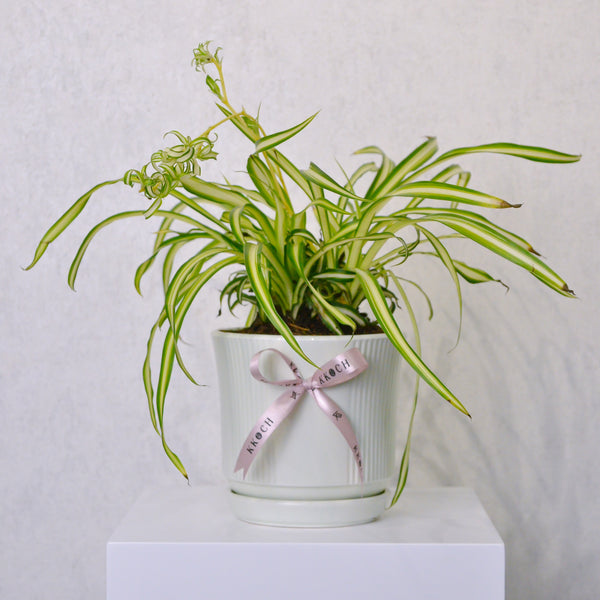 Spider Plant - KKOCH