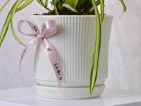 Spider Plant - KKOCH