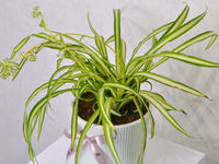 Spider Plant - KKOCH