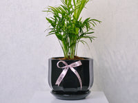 Parlor Palm - KKOCH