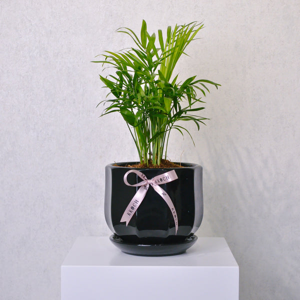 Parlor Palm - KKOCH
