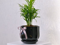 Parlor Palm - KKOCH