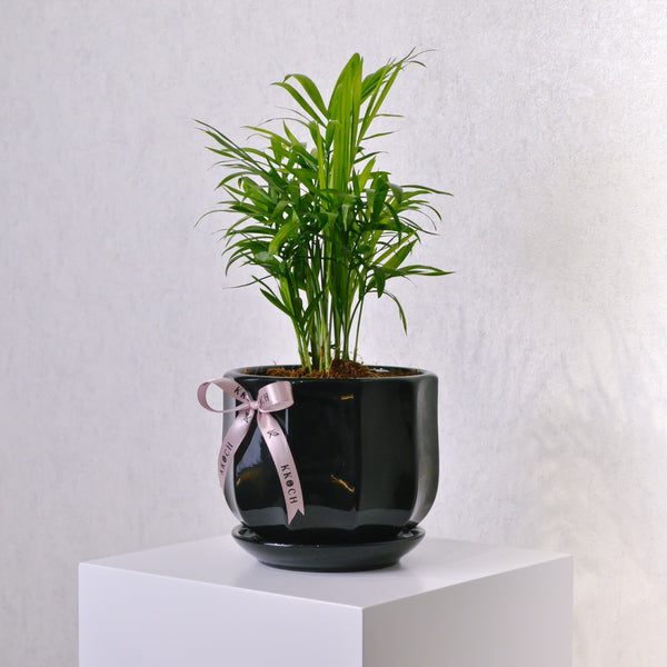 Parlor Palm - KKOCH