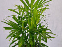 Parlor Palm - KKOCH