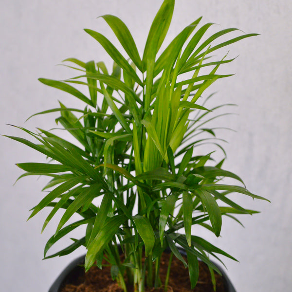 Parlor Palm - KKOCH
